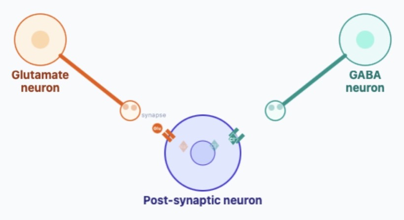 Neuron synapse illustration